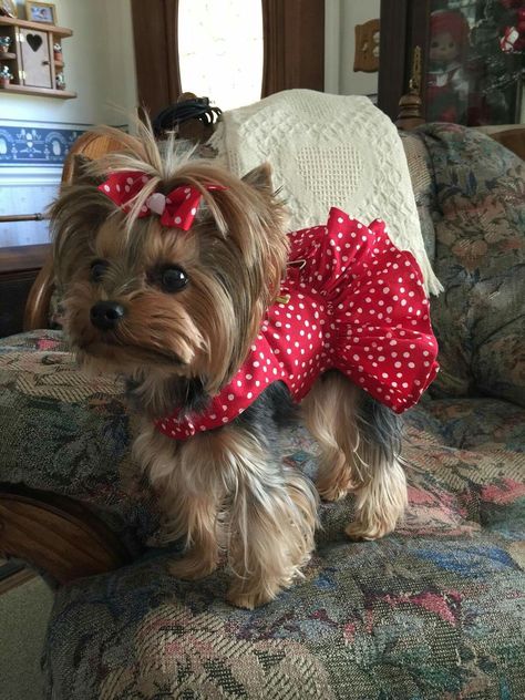 Girl Yorkie Haircut, Yorkie Puppy Care, Dog Clothes Patterns Sewing, Cute Red Dress, Yorkie Haircuts, Yorkie Clothes, Teacup Yorkie Puppy, Cute Small Dogs, Puppy Mom