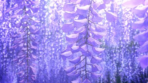 Anime Flower, Wisteria Tree, Purple Wisteria, Purple Trees, Scenery Background, Alam Semula Jadi, Purple Backgrounds, Purple Wallpaper, Purple Aesthetic