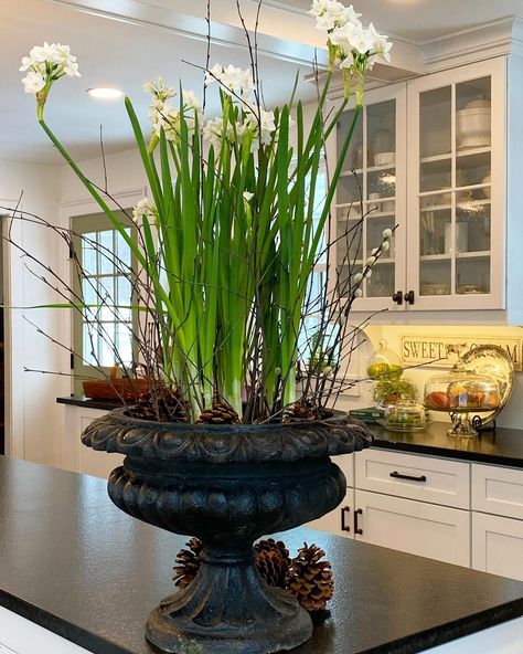 Linda Smith Davis on Instagram: “I would call planting paperwhite bulbs amongst River birch twigs, to hold them up, a complete success. I had one bulb that must’ve been…” Linda Smith Davis, Linda Smith, River Birch, Fine Living, Easter Decor, Classic Christmas, Interior Design Kitchen, Kitchen Interior, Planting