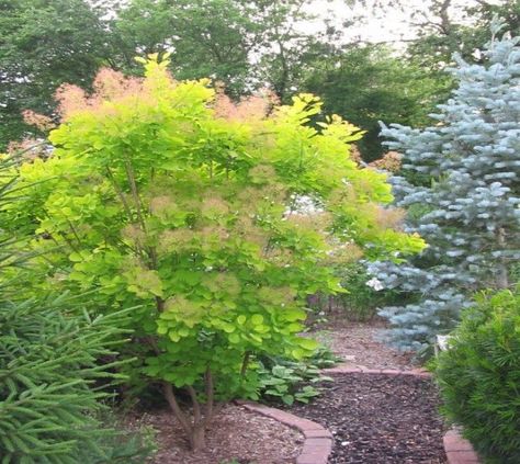 Golden Spirit Smokebush Tree Cotinus coggygria 'Ancot' GOLDEN SPIRIT GOLDEN SPIRIT (‘Ancot’) is a smoketree cultivar that is grown for its unusual golden foliage. This is a deciduous, upright, loose-s Smokebush Tree, Cotinus Coggygria, Dirty Hands, Gladioli, Garden Plan, Garden Shrubs, Garden Trees, Colorful Garden, Trees And Shrubs