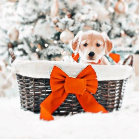 Preppy Xmas, Dog Pfp, Dog Christmas Photos, Preppy Christmas, Cute Christmas Wallpaper, Baby Animals Pictures, Santa Paws, Super Cute Animals