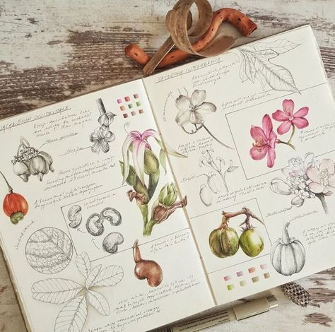 Botanical Illustration Sketchbook, Sketch Book Plants, Plant Study Art, Biology Sketchbook, Herbarium Book Ideas, Nature Study Drawing, Herbarium Aesthetic, Botany Journal, Drawing Botanicals