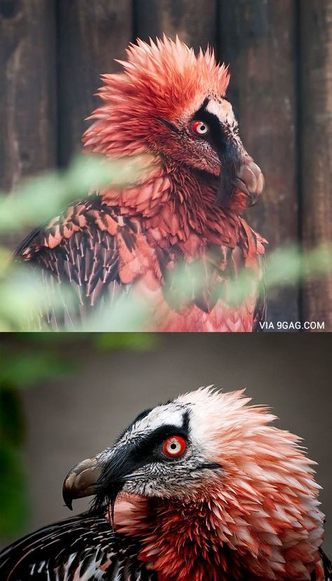 Red (usually from rubbing mud/dirt on its feathers) Bearded Vulture - That creature is a living artifact! Red Bearded Vulture, Dessin Game Of Thrones, Bearded Vulture, Regard Animal, Photo Animaliere, Different Birds, Animal Study, Interesting Animals, Unusual Animals