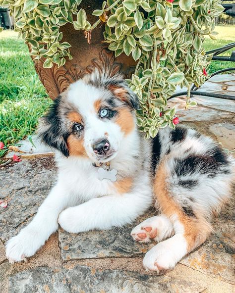 Mini Aussie Shepherd, Puppy Aesthetic, Aussie Puppy, Blue Merle Aussie, Dream Puppy, Australian Shepherd Blue Merle, Aussie Shepherd, Australian Shepherd Puppy, Aussie Puppies