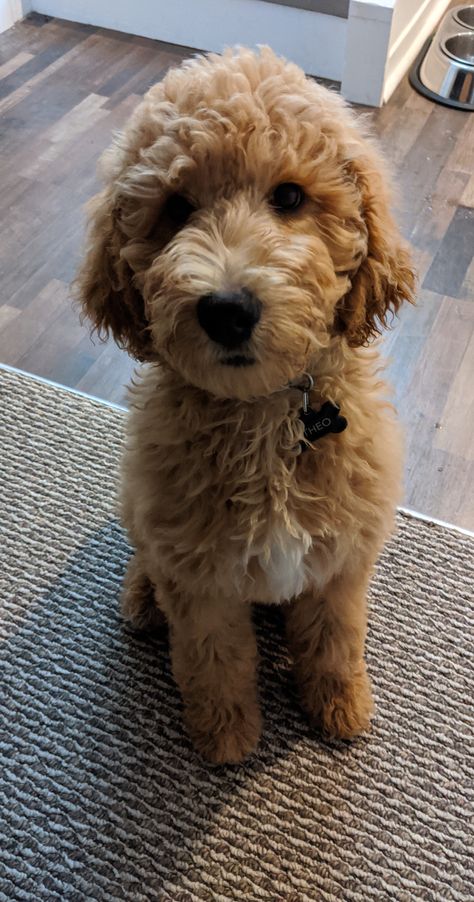 Micro Mini Goldendoodle Haircut, Banks Haircut, Cockapoo Haircut, Mini Golden Doodle, Labradoodle Dogs, Golden Doodles, Goldendoodle Puppies, Puppy Grooming, Dog Mommy