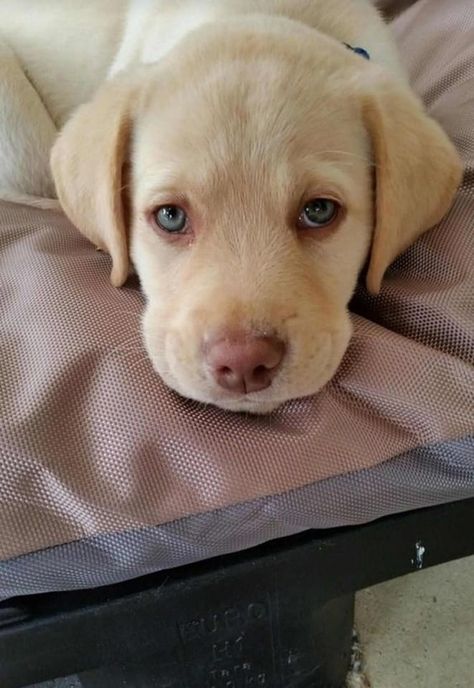 Dudley Labrador, Cute Lab Puppies, Yellow Lab Puppies, Cute Puppies And Kittens, Puppy Photography, Really Cute Puppies, Lab Dogs, Labrador Retriever Puppies, Orthopedic Dog Bed