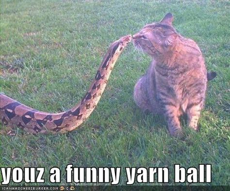 youz a funny yarn ball dit vind ik als kattenmens heel eng!!! Dancing Animals, Animal Attack, Cute Snake, Pet Snake, Image Chat, Animals Friendship, Unusual Animals, Reptiles And Amphibians, A Snake