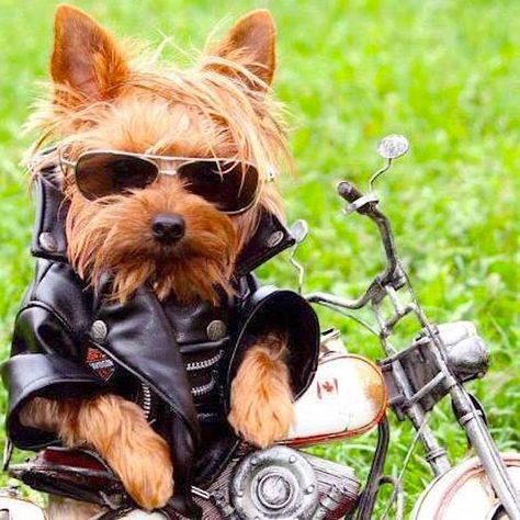 Biker dog. Biker Dog, Tea Cup Dogs, Happy Birthday Meme, Yorkie Dogs, Teacup Puppies, Pet Fashion, Animal Fashion, Yorkshire Terrier, Dog Life