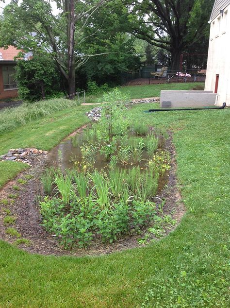 Rain Garden Backyard, Rain Garden Ideas, Rainwater Garden, Rain Garden Landscape, Garden Reference, Rain Garden Design, Transitional Style Bathroom, Transitional Bathroom Design, Green Infrastructure