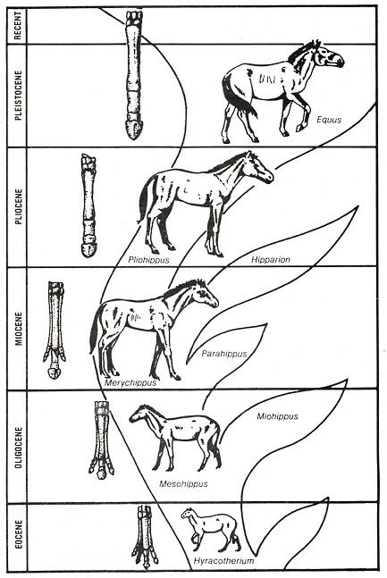 evolution of horses Evidence For Evolution, Computational Biology, Creation Science, Biology Resources, Tack Store, Western Horse Tack, Museum Displays, Horse Supplies, Horse Health