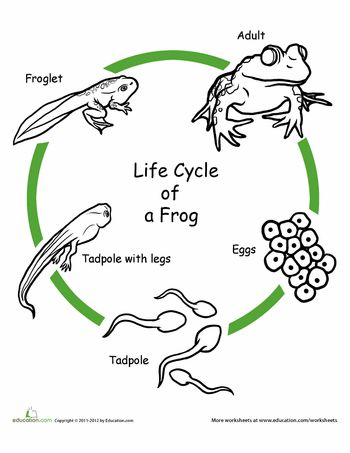 Worksheets: Color the Life Cycle: Frog - site has many free downloadable worksheets for different grades and subjects. Frog Life Cycle Activities, Life Cycles Kindergarten, Life Cycles Preschool, Life Cycle Of A Frog, Science Life Cycles, Animal Life Cycles, Life Cycles Activities, Lifecycle Of A Frog, 1st Grade Science