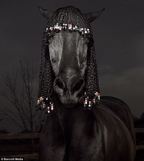 As you do: Stylist Acacio da Silva and photographer Julian Wolkenstein made this horse look like a tourist in the Caribbean Horse Hairstyles, Horse Braiding, Beautiful Horses Photography, Rick James, Horse Mane, Horse Photography, Horse Pictures, Horse Love, Horse Hair