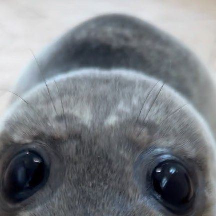 Seal Aesthetic, Seals Cute, Seal Background, Seal Wallpaper, Funny Seals, Harp Seal, Cute Seals, Seal Pup, Baby Seal