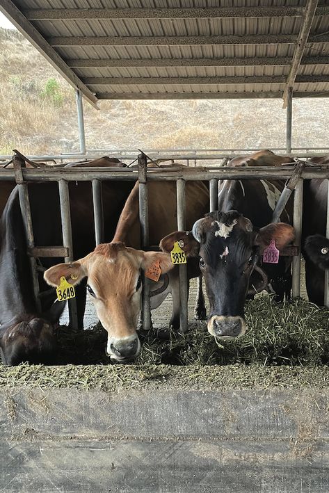 Cows produce a ton of methane, a fact that weighs heavy on the dairy industry’s tortured brow. The greenhouse gas is the second largest contributor to climate change, and cows can’t help but release a huge percentage of the global output. Enter a small yet growing group of dairy farmers who are hoping to reduce emissions by feeding cows seaweed. By Linni Kral Red Bull Drinks, Cow Feed, Cow Shed, Farm Shed, Natural Farming, Dairy Industry, Happy Birthday Wishes Photos, Farm Cow, Cattle Farming