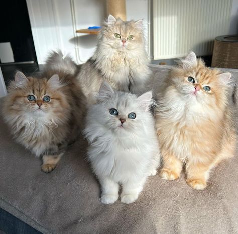 Aesthetic Persian Cat, Persian Kitty, Norwegian Forest Cat Aesthetic, Fluffy Orange And White Cat, Norweigen Forest Cat Kittens, Foster Cat, Persian Kittens, Siberian Cat, Fluffy Cat