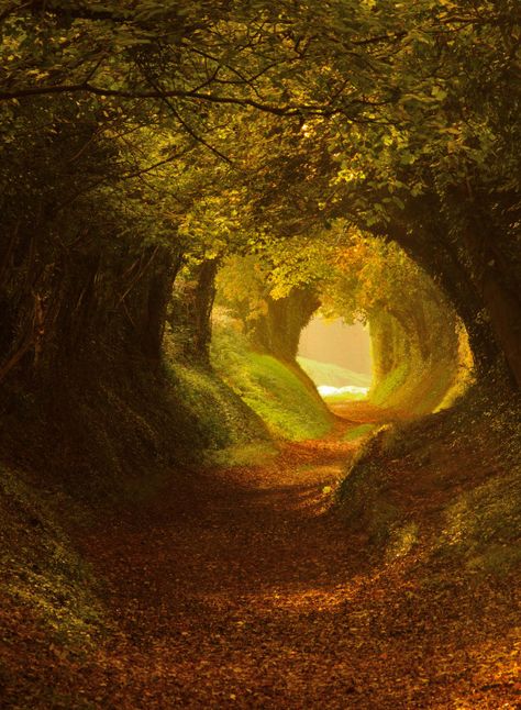 Fairytale Forest Path at Chichester, Sussex, England by Oliver Andreas Jones Mystical Aesthetic, Dark Tunnel, Outdoor Images, Mother Gaia, Tree Tunnel, Matka Natura, Landscape Edging, Forest Path, Minecraft Blueprints