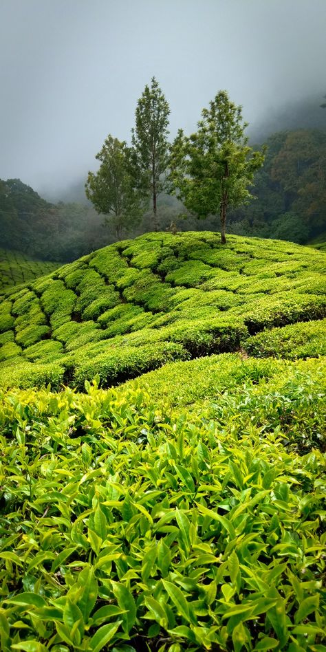 location: Munnar, Kerala, India. Munnar Aesthetic, Munnar Photography Kerala, Munnar Photography, Kerala Aesthetic, Canada Project, Munnar Kerala, Mountain Aesthetic, Asian Tea, Mount Royal