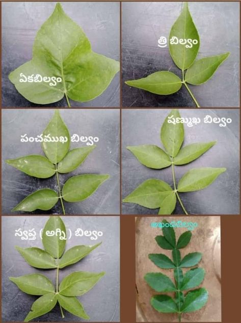 Plant Identification App, Tradition Quotes, Devotional Topics, Hindu Quotes, Tantra Art, Hindu Rituals, Lord Murugan Wallpapers, Pictures Of Shiva, Mantra Quotes