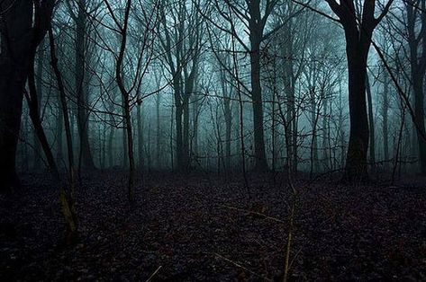 Photo Trails Aesthetic, Slideshow Background, Gacha Poses, Gacha Background, Scary Backgrounds, Creepy Backgrounds, Haunted Forest, Most Haunted Places, Forest Background