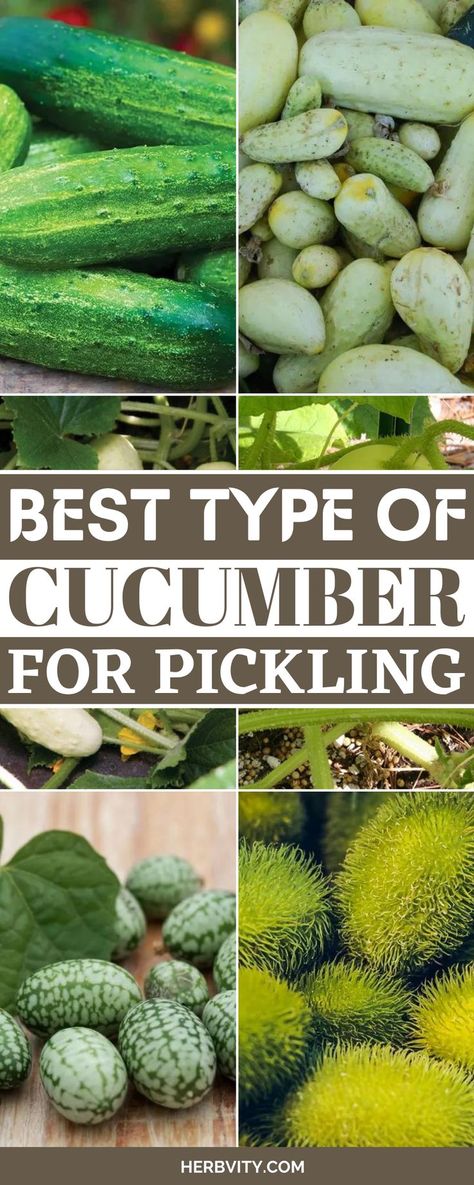 Did you know there are a variety of cucumbers that are used for pickling? This article will highlight 22 different types of pickling cucumbers. Types Of Pickles, Cucumber Varieties, Lemon Cucumber, Cucumber Plant, Growing Cucumbers, Pickle Butter, Persian Cucumber, Buy Seeds, Homemade Pickles