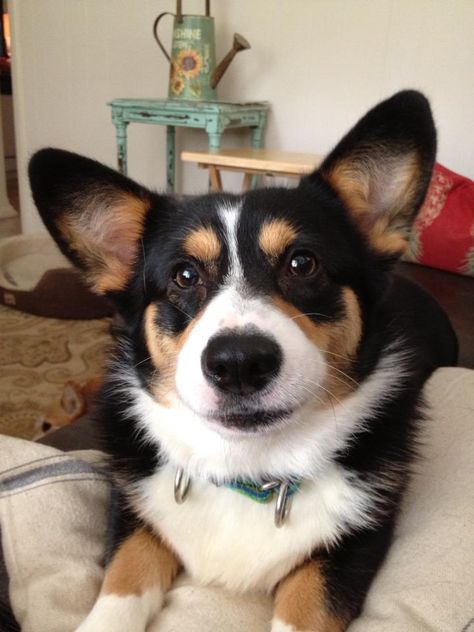 such a great corgi face. Looks like our Maxie. Z Tri Colored Corgi, Black Headed Tricolor Corgi, Corgi Colors, Black And White Corgi, Corgi Tricolor, Tri Color Corgi, Tricolor Corgi, Black Corgi, Corgi Face