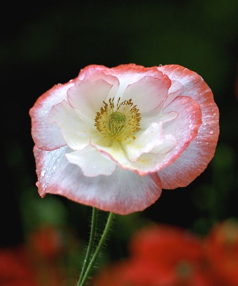 Shirley Poppy, Vase Project, Daisy Art, Floral Photography, Floral Photo, Beautiful Rose Flowers, Beautiful Flowers Pictures, Big Flowers, Poppy Flower