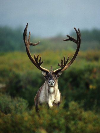 Bull Caribou in Velvet Antlers, Alaska Posters Animals With Antlers, Caribou Hunting, Wildlife Photos, Majestic Animals, Animal Games, Animal Planet, Animal Photo, 귀여운 동물, Beautiful Creatures