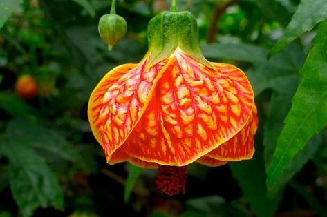 Everything You Need to Know about the Chinese Lantern Plant Chinese Lantern Plant, Plant Hanging Basket, Lantern Plant, Chinese Lanterns Plant, Cherry Plant, Japanese Lantern, Plant Hanging, Japanese Lanterns, Chinese Lantern