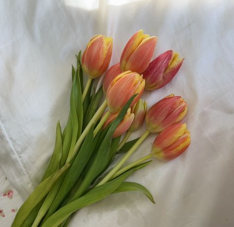 tulips flowers golden hour pink tulips orange tulips ombre tulips summer flowers spring flowers tulips on a bed aesthetic tulips A Bed Aesthetic, Tulipanes Aesthetic, Pink And Orange Tulips, Peach Tulips, Tulips Orange, Aesthetic Tulips, Bed Aesthetic, Flowers Tulips, Orange Tulips