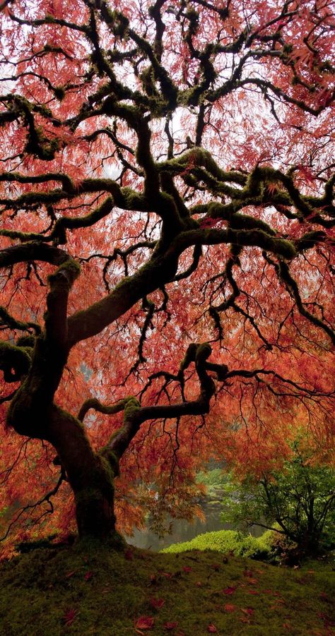 Japanese Maple Tree, Old Tree, Spokane Wa, Maple Tree, Japanese Maple, Public Garden, Tree Forest, Beautiful Tree, Craft Inspiration