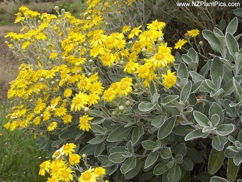 Senecio greyi, year-round interest. Dave's garden ppl say: This is a common landscaping plant in Seattle, Washington, typically attaining a height of 2-3 feet and a spread of 3-5 feet. It easily survives local wet winters and temperatures down to 15F. Great, tough plant for sunny exposures and drought tolerant. Full Sun Perennials, Drought Tolerant Landscape, Coops Diy, Sun Perennials, Hanging Plants Indoor, Gravel Garden, Real Plants, Perfect Garden, Landscaping Plants