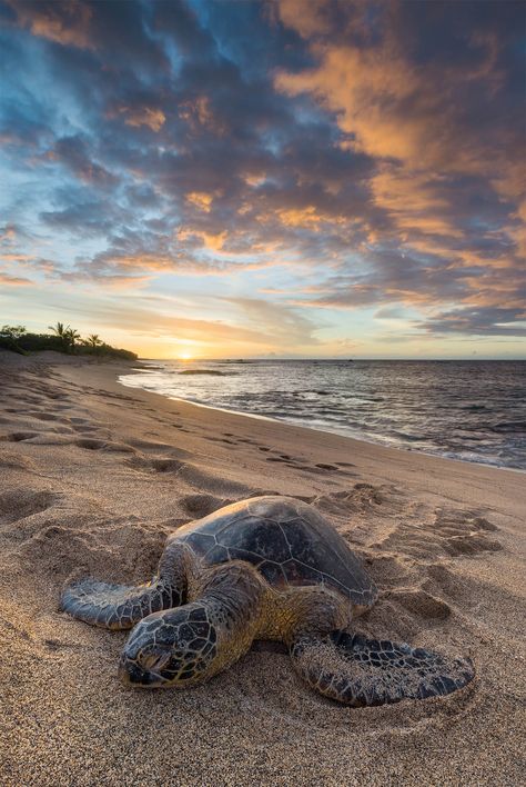 Sun Soaked Honu photo A Honu (Hawaiian green sea turtle) napping under Meath an amazing sunset on the Big Island of Hawaii. Fine art photography prints available 🤙🏻 Aloha Pictures Of Hawaii, Sea Turtle Pictures, Dramatic Sunset, Turtle Images, Relaxing On The Beach, Ocean Images, Big Island Of Hawaii, Island Of Hawaii, Green Sea Turtle