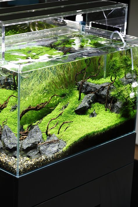 https://www.flickr.com/photos/viktorlantos/8288018969/in/set-72157620605814272/ Freshwater Aquascape, Water Terrarium, Amazing Aquariums, Aquascape Design, Fish Tank Design, Tropical Fish Aquarium, Aquarium Terrarium, Fresh Water Fish Tank, Nano Aquarium