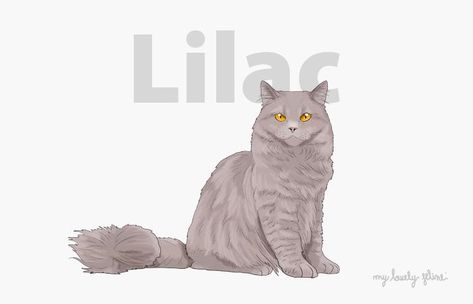 Lilac Tabby Cat, Lilac Cat, Behavior Specialist, Pedigree Cats, American Bobtail, Japanese Bobtail, American Curl, Rare Cats, Cat Scratch