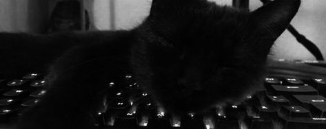 Black Cat Banner Gif, Black Cat Discord Banner, Black Banners Aesthetic, Darkcore Banner, Cat Discord Banner, Dark Banner Discord, Grey Banner Gif, Grey Discord Banner, Dark Banner Gif