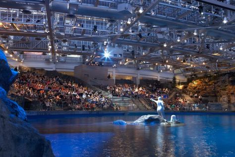 Shedd Aquarium Bertie Gregory, Shedd Aquarium Chicago, Chicago Landmarks, Trip To Chicago, Chicago L, Chicago Style Pizza, Shedd Aquarium, Chicago Pictures, Chicago Museums