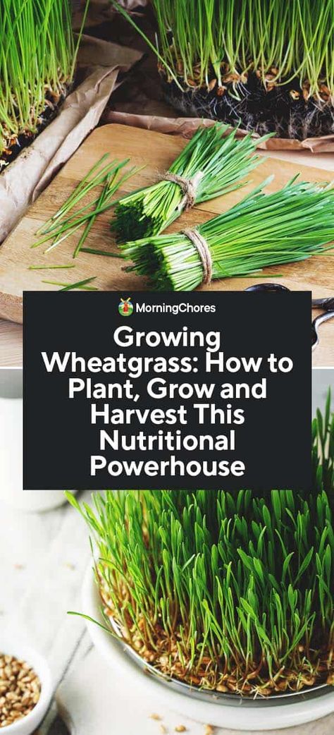 Grow Wheatgrass Indoors, How To Grow Wheatgrass At Home, Wheatgrass Growing, Wild Cooking, Growing Wheat, Growing Wheat Grass, Morning Chores, Wheat Grass Shots, Heal Thyself