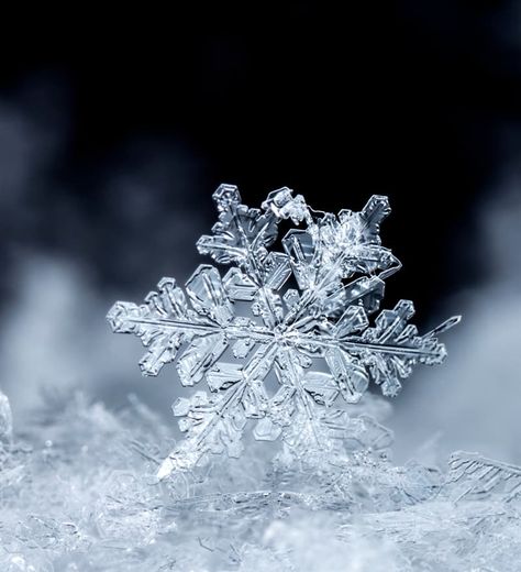 #5 The largest recorded snowflake measured measured 15 inches (38 cm) wide Snow On Flowers, Snowflake Aesthetic, Snow Fairies, Snowflake Photography, December Aesthetic, Real Snowflakes, Ice Aesthetic, Frozen Blue, Snow Pattern