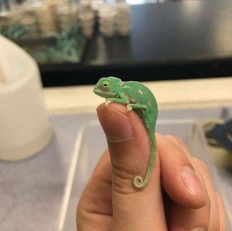 190 Me gusta, 0 comentarios - NatureAndAnimals (@nature__and__animals1) en Instagram Baby Chameleon, Veiled Chameleon, Chameleons, Leopard Gecko, Got To Be, My Job, Gecko, Best Part Of Me, Reptiles