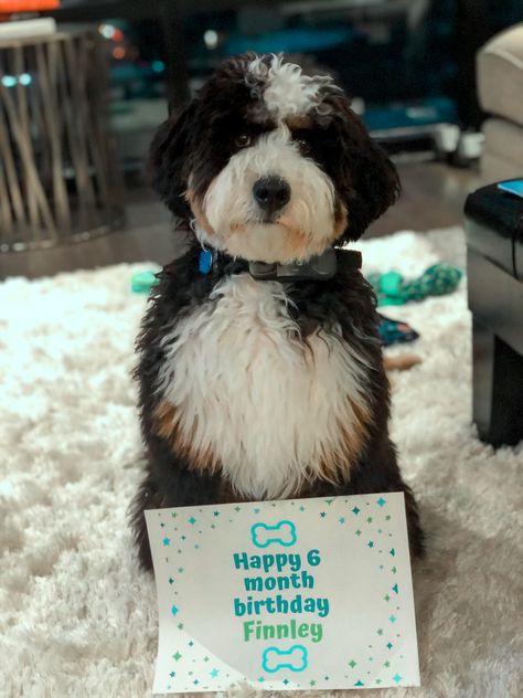 6th month Birthday for the mini bernedoodle How To Groom A Bernedoodle, Bernedoodle Summer Cut, Black And White Bernedoodle, Bernedoodle Full Grown, Doggy Birthday, Bernedoodle Black And White, Mini Bernedoodle, 6 Month Olds, Dog Birthday