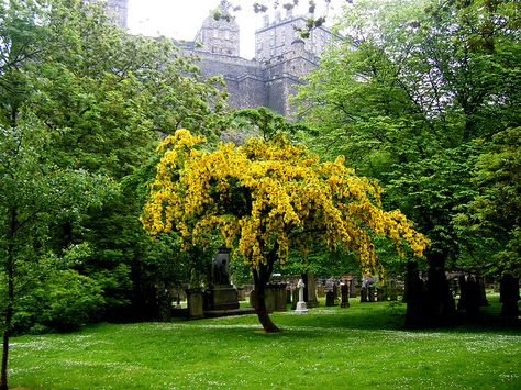 Laburnum Glory | Edinburgh Scotland Laburnum Tree, Balkan Peninsula, Southern Europe, Clay Soil, Edinburgh Scotland, Small Trees, Yellow Flowers, Perennials, Wild Flowers