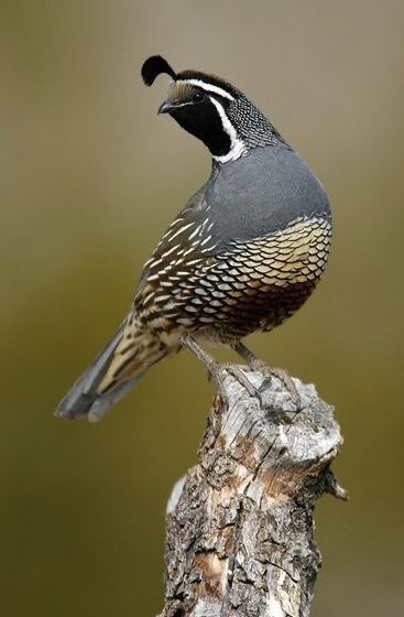 Gambels Quail, California Birds, California Quail, Gamebirds, Desert Animals, Bird Hunting, Kinds Of Birds, Game Birds, Nature Birds