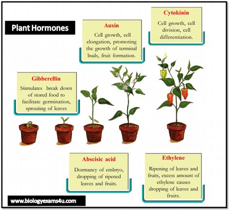 Plant Hormones (Phytohormones) notes Plant Hormones Biology Notes, Botany Diagrams, Plant Hormones, Plant Biology, Plants Worksheets, Garden Notes, Plant Physiology, Growing Sprouts, Biology Worksheet