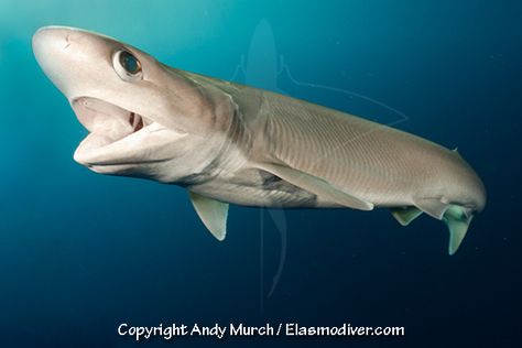 Sixgill Shark, Sharkuterie Board, Deadly Creatures, Deadly Animals, Shark Pictures, The Blue Planet, Shark Jaws, Aquatic Creatures, Deep Sea Creatures