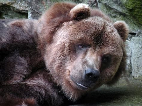 Moose Pictures, Bear Sketch, Kodiak Bear, North American Animals, Cute Bear Drawings, Outdoors Tattoos, Tattoos Animals, Funny Animal Quotes, Bear Pictures