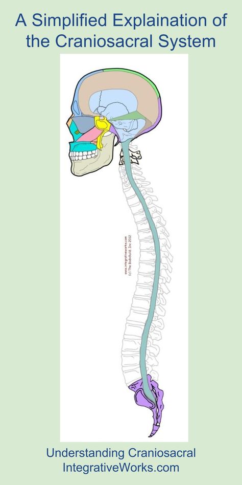 Many of my clients have asked me for a simple explanation of the Craniosacral System. The craniosacral system consists of: 1. The cranium 2. The sacrum and coccyx 3. The meninges 4. Cerebrospinal f… Cranial Sacral Therapy, Craniosacral Therapy, Massage Benefits, Anatomy And Physiology, Massage Therapist, Acupressure, Chiropractic, Alternative Medicine, Migraine