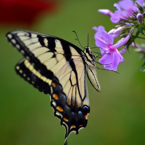 Butterfly! #butterfly Moth Caterpillar, Butterfly Species, Swallowtail Butterfly, Butterflies Flying, Butterfly Kisses, Butterfly Effect, Butterfly Garden, Butterfly Flowers, A Butterfly