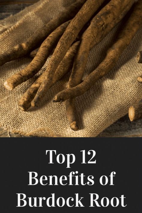 Burdock Root Benefits, Most Healthy Foods, Burdock Root Tea, Medicinal Herbs Garden, Lymph System, Sour Foods, Burdock Root, Healing Plants, Herbal Healing