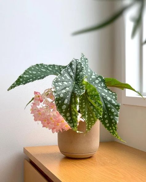 11 Stunning Begonia Maculata Varieties | Balcony Garden Web Big Bush, Begonia Maculata, Spiral Shape, Plant Species, Plant Collection, Balcony Garden, Types Of Plants, Lush Green, Deep Green