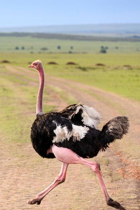 Struthio camelus, Common Ostrich. Massive, conspicuous, flightless bird with long neck and robust legs from subsaharan Africa. Small groups roam open and lightly-wooded country; can walk up to several kilometers a day. The stubby wings are used for spectacular breeding displays and dust-bathing. They mainly feed on seeds, shrubs, grass, fruit, and flowers; occasionally they also eat insects such as locusts and small reptiles such as lizards. Deep booming calls can be heard from long distances. Common Ostrich, Creature Anatomy, Ostrich Legs, Flightless Bird, Desert Life, Clothing Outfits, Bird Wallpaper, Long Neck, Animal Sketches